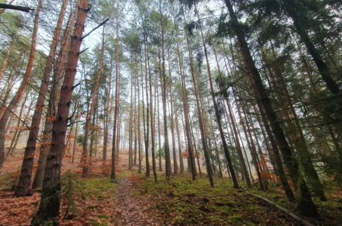 Zimní aktivity v lese ve středních Čechách. smíšený les v povodí Sázavy, střední Čechy – bez sněhu, slunečný den