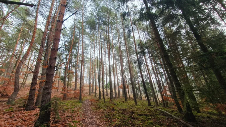Zimní aktivity v lese ve středních Čechách. smíšený les v povodí Sázavy, střední Čechy – bez sněhu, slunečný den